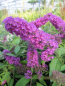 Preview: Buddleja davidii Tutti Frutti - Zwerg-Sommerflieder Tutti Frutti